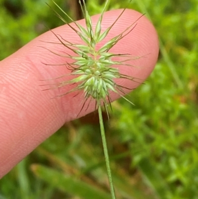 Echinopogon ovatus (Forest Hedgehog Grass) at Tallaganda State Forest - 16 Feb 2024 by Tapirlord