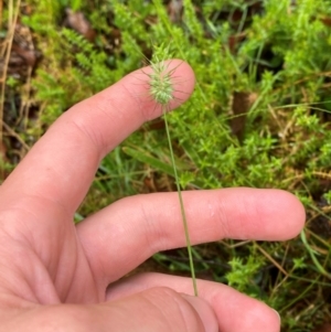 Echinopogon ovatus at Tallaganda State Forest - 16 Feb 2024 11:52 AM