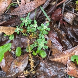 Poranthera microphylla at QPRC LGA - 16 Feb 2024