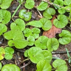 Dichondra repens (Kidney Weed) at Harolds Cross, NSW - 16 Feb 2024 by Tapirlord