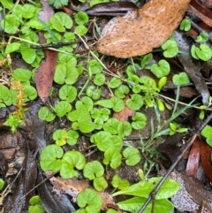 Dichondra repens at QPRC LGA - 16 Feb 2024 11:51 AM