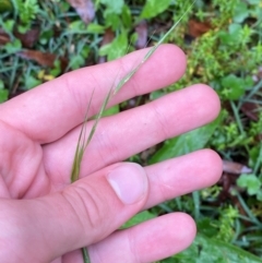 Microlaena stipoides (Weeping Grass) at Harolds Cross, NSW - 16 Feb 2024 by Tapirlord