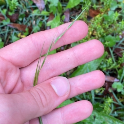 Microlaena stipoides (Weeping Grass) at QPRC LGA - 16 Feb 2024 by Tapirlord