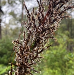 Gahnia sieberiana (Red-fruit Saw-sedge) at Harolds Cross, NSW - 16 Feb 2024 by Tapirlord