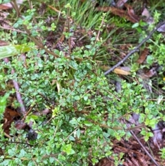 Coprosma quadrifida (Prickly Currant Bush, Native Currant) at QPRC LGA - 16 Feb 2024 by Tapirlord