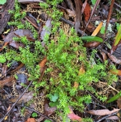 Stellaria pungens (Prickly Starwort) at QPRC LGA - 16 Feb 2024 by Tapirlord