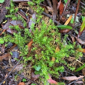 Stellaria pungens at QPRC LGA - 16 Feb 2024