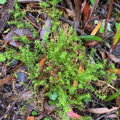 Stellaria pungens (Prickly Starwort) at Harolds Cross, NSW - 16 Feb 2024 by Tapirlord