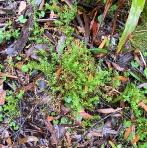 Stellaria pungens at QPRC LGA - 16 Feb 2024