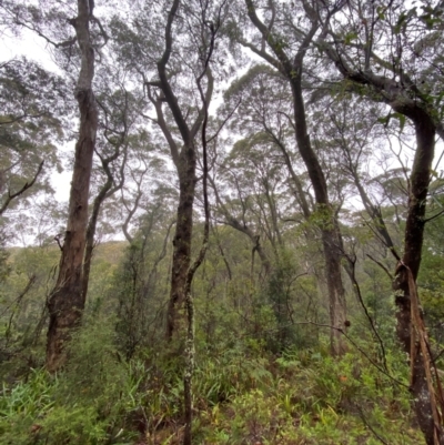 Eucalyptus radiata subsp. radiata (Narrow-leaved Peppermint) at QPRC LGA - 16 Feb 2024 by Tapirlord