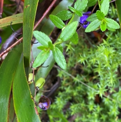 Gonocarpus teucrioides (Germander Raspwort) at Captains Flat, NSW - 16 Feb 2024 by Tapirlord