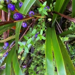 Gonocarpus teucrioides at QPRC LGA - 16 Feb 2024