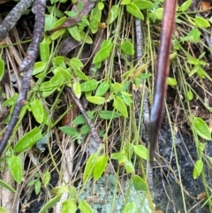 Einadia nutans subsp. nutans (Climbing Saltbush) at Harolds Cross, NSW - 16 Feb 2024 by Tapirlord