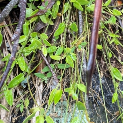 Einadia nutans subsp. nutans (Climbing Saltbush) at Harolds Cross, NSW - 16 Feb 2024 by Tapirlord