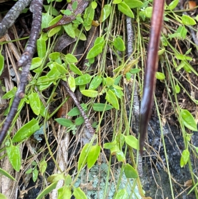 Einadia nutans subsp. nutans (Climbing Saltbush) at QPRC LGA - 16 Feb 2024 by Tapirlord