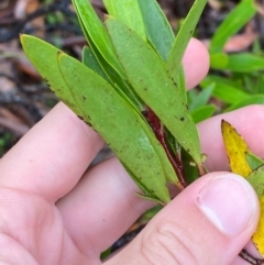 Persoonia silvatica (Forest Geebung) at Harolds Cross, NSW - 16 Feb 2024 by Tapirlord