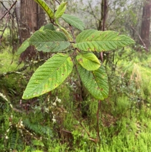 Pomaderris aspera at Tallaganda State Forest - 16 Feb 2024 10:26 AM