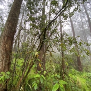 Pomaderris aspera at Tallaganda State Forest - 16 Feb 2024