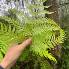 Cyathea australis subsp. australis (Rough Tree Fern) at QPRC LGA - 15 Feb 2024 by Tapirlord