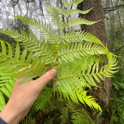 Cyathea australis subsp. australis (Rough Tree Fern) at Harolds Cross, NSW - 15 Feb 2024 by Tapirlord