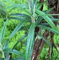 Olearia megalophylla (Large-leaf Daisy-bush) at Tallaganda State Forest - 16 Feb 2024 by Tapirlord