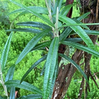 Olearia megalophylla (Large-leaf Daisy-bush) at Harolds Cross, NSW - 15 Feb 2024 by Tapirlord