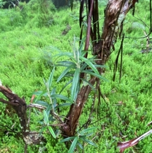 Olearia megalophylla at QPRC LGA - 16 Feb 2024