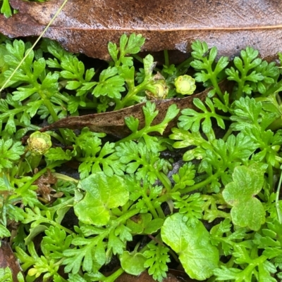 Leptinella filicula (Mountain Cotula) at Tallaganda State Forest - 15 Feb 2024 by Tapirlord