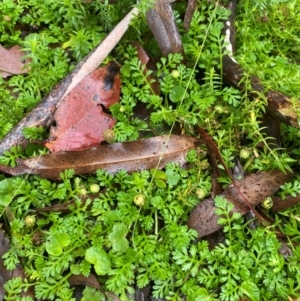 Leptinella filicula at QPRC LGA - 16 Feb 2024