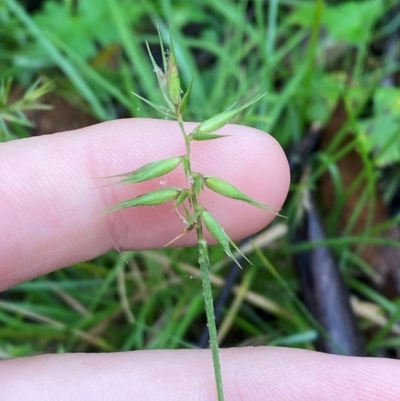 Australopyrum pectinatum (Comb Wheat Grass) at Harolds Cross, NSW - 15 Feb 2024 by Tapirlord