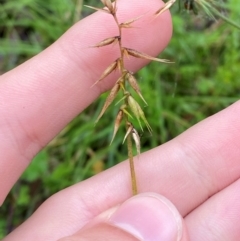 Australopyrum pectinatum at Tallaganda State Forest - 16 Feb 2024 10:11 AM