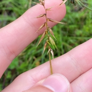 Australopyrum pectinatum at Tallaganda State Forest - 16 Feb 2024 10:11 AM