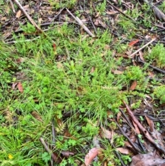 Australopyrum pectinatum at Tallaganda State Forest - 16 Feb 2024 10:11 AM