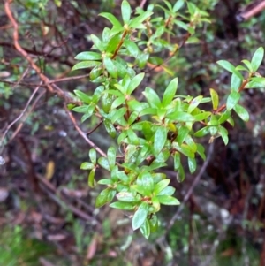 Leucopogon gelidus at QPRC LGA - 16 Feb 2024