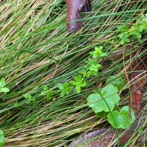 Galium leiocarpum at QPRC LGA - 16 Feb 2024 09:53 AM