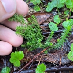 Asperula scoparia at QPRC LGA - 16 Feb 2024