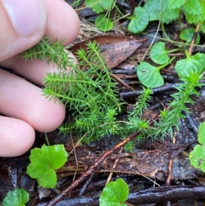 Asperula scoparia at QPRC LGA - 16 Feb 2024