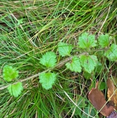 Veronica calycina (Hairy Speedwell) at Harolds Cross, NSW - 15 Feb 2024 by Tapirlord