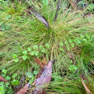 Veronica calycina at QPRC LGA - 16 Feb 2024