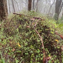 Acrotriche leucocarpa at QPRC LGA - 16 Feb 2024