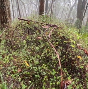 Acrotriche leucocarpa at QPRC LGA - 16 Feb 2024