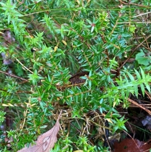 Acrotriche leucocarpa at QPRC LGA - 16 Feb 2024