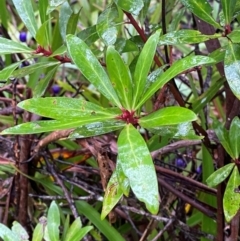 Tasmannia lanceolata (Mountain Pepper) at Harolds Cross, NSW - 15 Feb 2024 by Tapirlord
