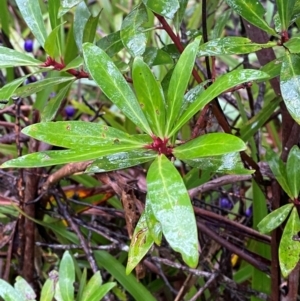 Tasmannia lanceolata at QPRC LGA - 16 Feb 2024 09:51 AM