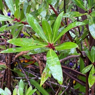 Tasmannia lanceolata (Mountain Pepper) at QPRC LGA - 15 Feb 2024 by Tapirlord