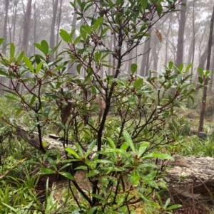 Tasmannia lanceolata at QPRC LGA - 16 Feb 2024 09:51 AM