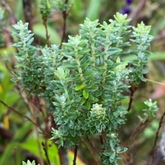 Acrothamnus hookeri (Mountain Beard Heath) at Captains Flat, NSW - 15 Feb 2024 by Tapirlord