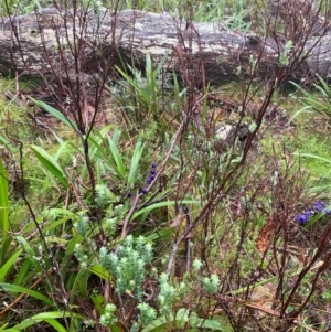 Acrothamnus hookeri at QPRC LGA - 16 Feb 2024