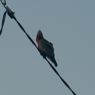 Eolophus roseicapilla (Galah) at Lyons, ACT - 29 Mar 2024 by ran452