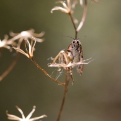 Utetheisa (genus) (A tiger moth) at Namadgi National Park - 25 Feb 2024 by KorinneM